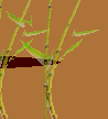 ti_caz_13_03_31003012.gif