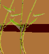 ti_caz_13_03_31003015.gif